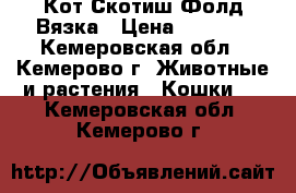 Кот Скотиш Фолд Вязка › Цена ­ 3 000 - Кемеровская обл., Кемерово г. Животные и растения » Кошки   . Кемеровская обл.,Кемерово г.